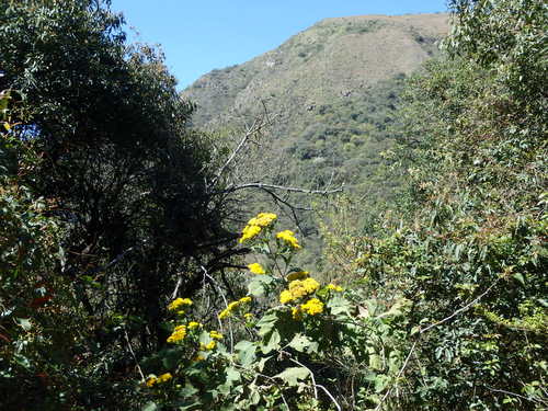 A view to the south through the Cloud Forest's jungle.